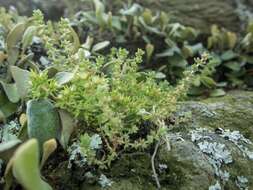 Crassula sieberiana (Schultes & J. H. Schultes) Druce resmi