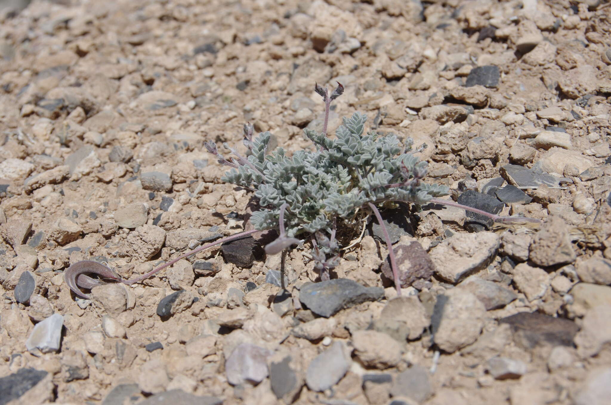 Sivun Astragalus tidestromii (Rydb.) Clokey kuva