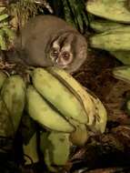 Image of Panamanian Night Monkey