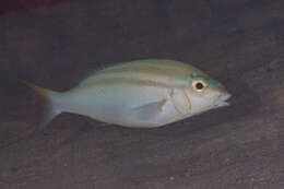 Image of Bald-spot monocle bream