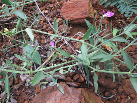 Image de Dicliptera transvaalensis C. B. CI.