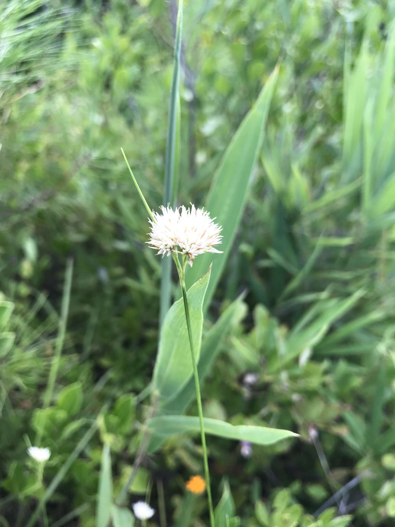 Image of Pale Beak Sedge