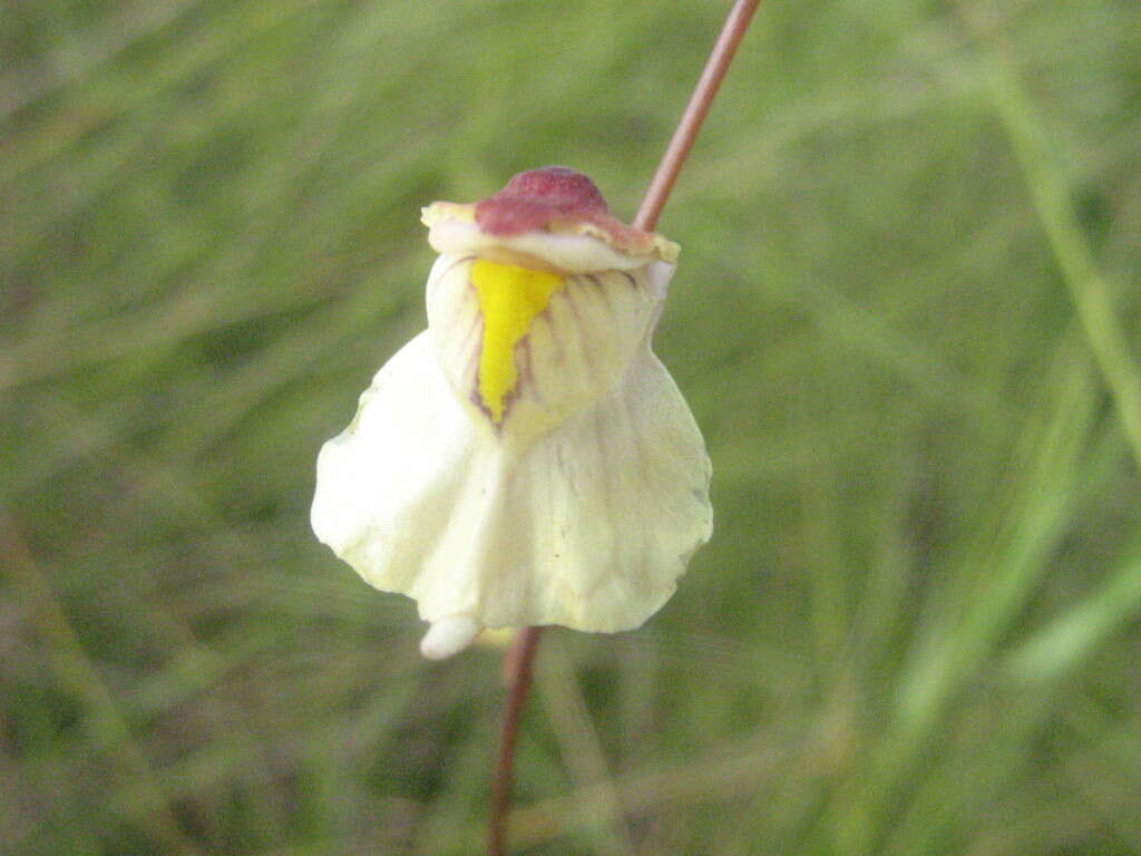 Image of Utricularia hispida Lam.