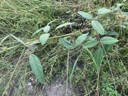 صورة Desmodium procumbens var. neomexicanum