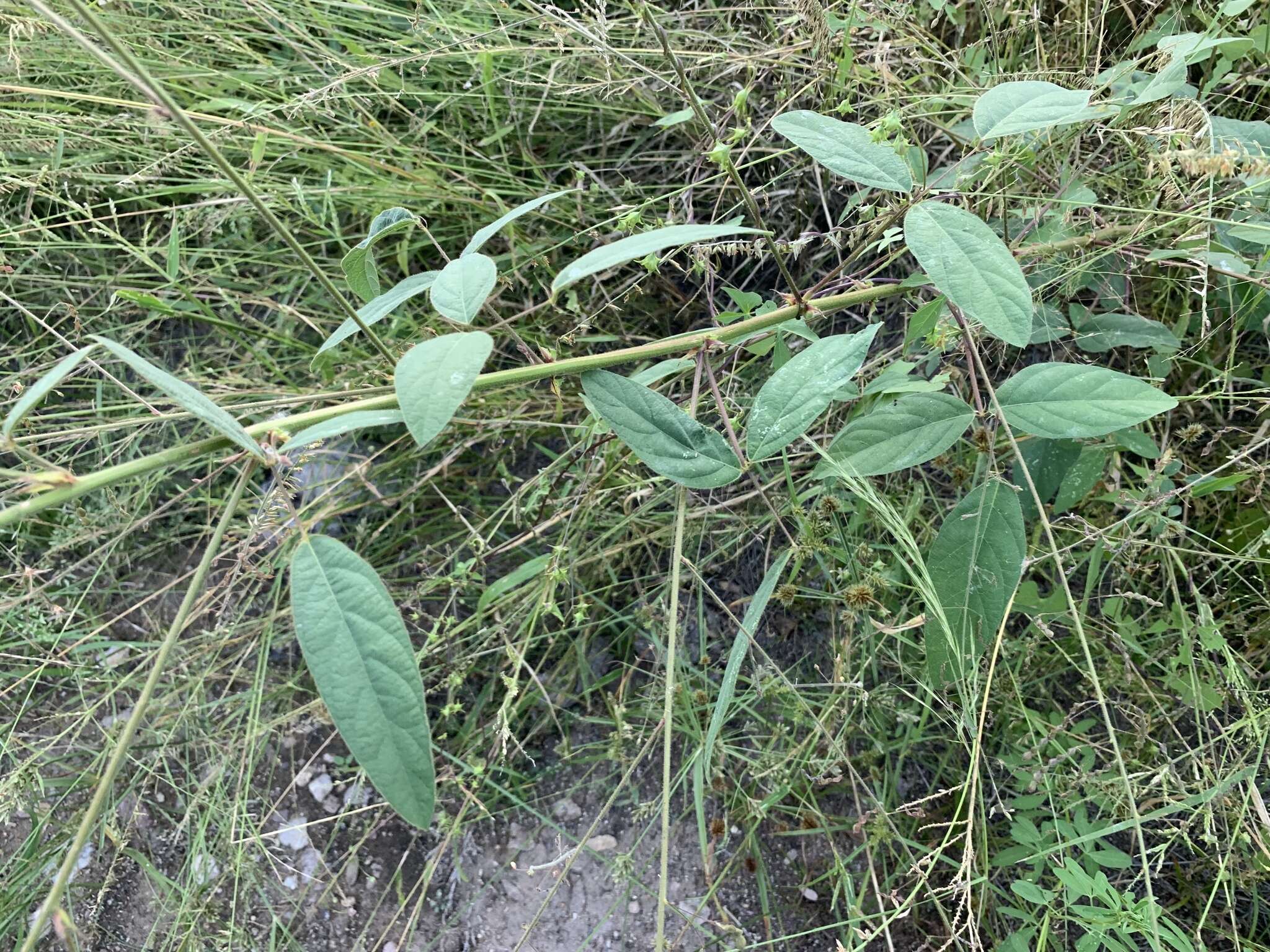 Image of Desmodium procumbens var. neomexicanum