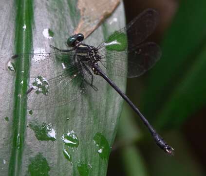 Image of Leptogomphus risi Laidlaw 1932