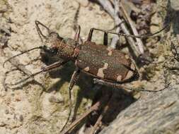 Image of Cicindela (Cicindela) sylvicola Dejean 1822