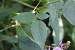 Image of yellow-haired bean