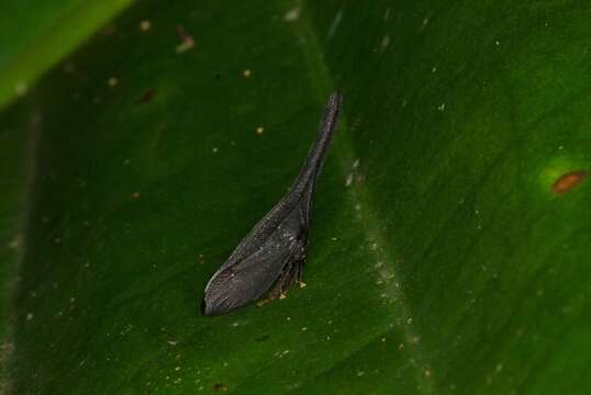 Image of Enchenopa gladius Fabricius