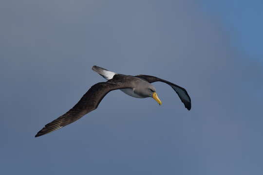 Image of Chatham Albatross