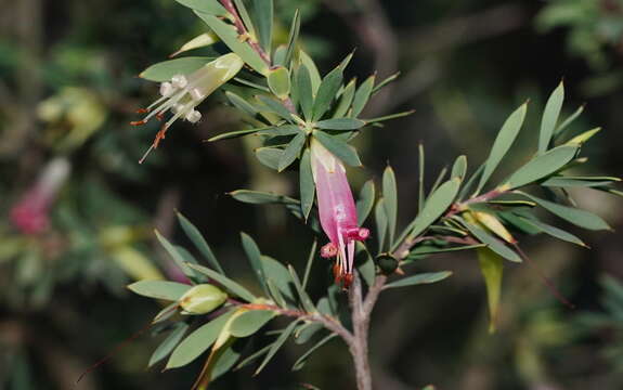 Imagem de Styphelia triflora Andr.