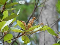 Image of Clethra purpusii L. M. González