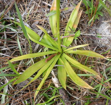 Image of yellow colicroot