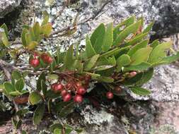 Image of Vaccinium madagascariense (Thou. ex Poir.) Sleum.