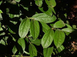 Image of Wilkiea pubescens (Benth.) Whiffin & Foreman