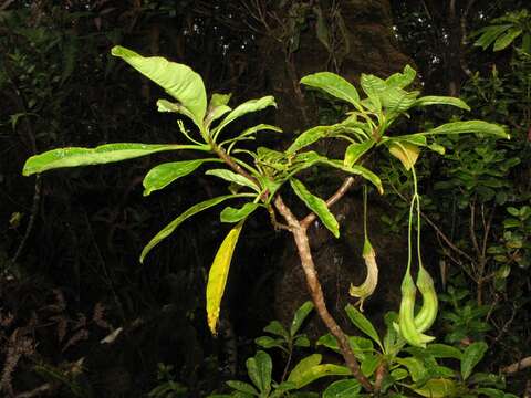 Imagem de Clermontia grandiflora subsp. grandiflora