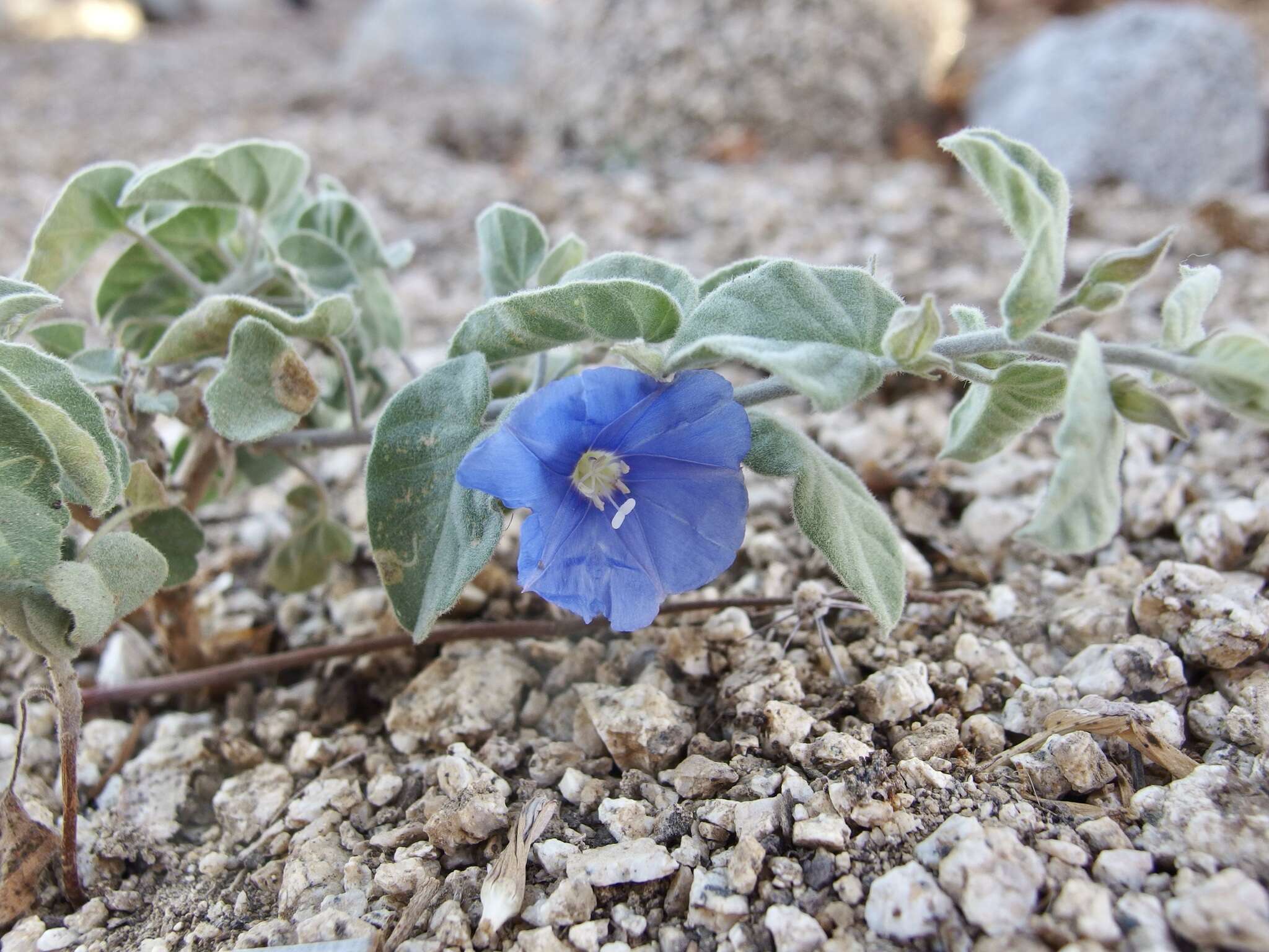 Image of Jacquemontia abutiloides Benth.