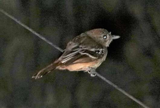 Image of Planalto Slaty Antshrike