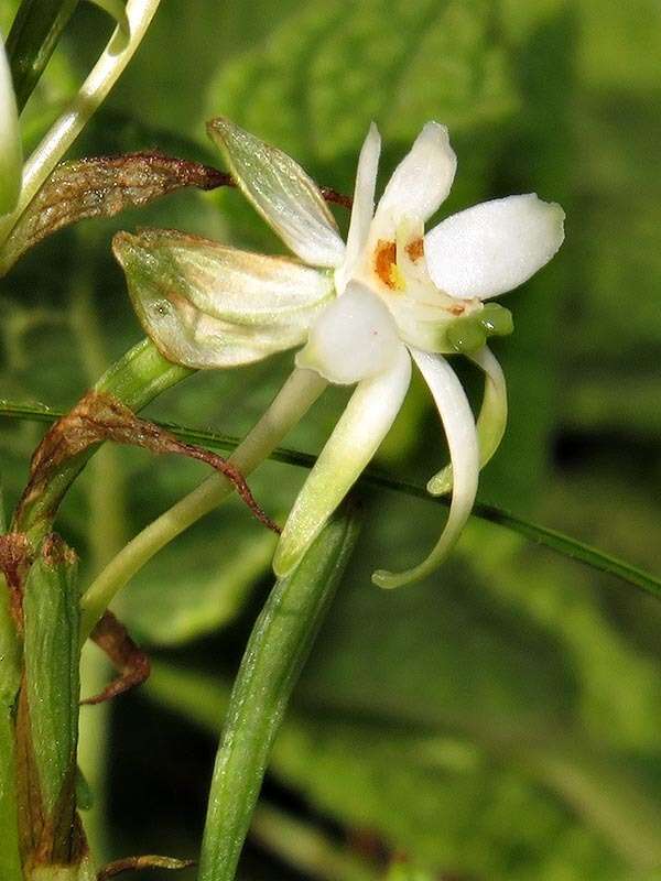 Image de Habenaria falcicornis (Lindl.) Bolus