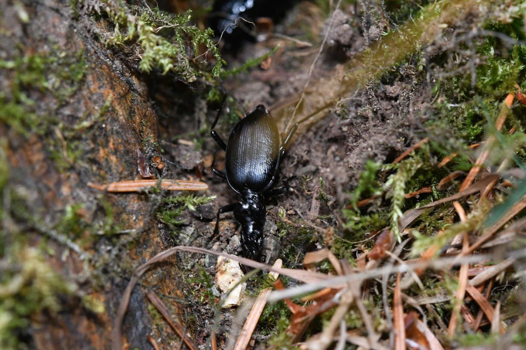 Image of Scaphinotus (Neocychrus) angulatus (T. W. Harris 1839)