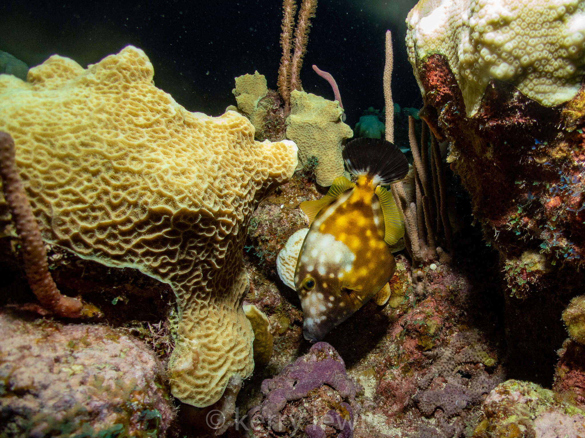 Image of Tube Coral