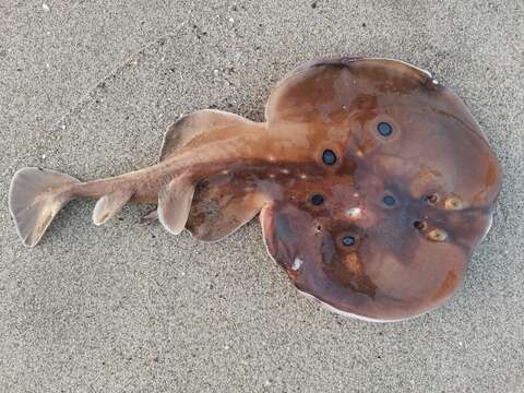 Image of Common Torpedo Ray