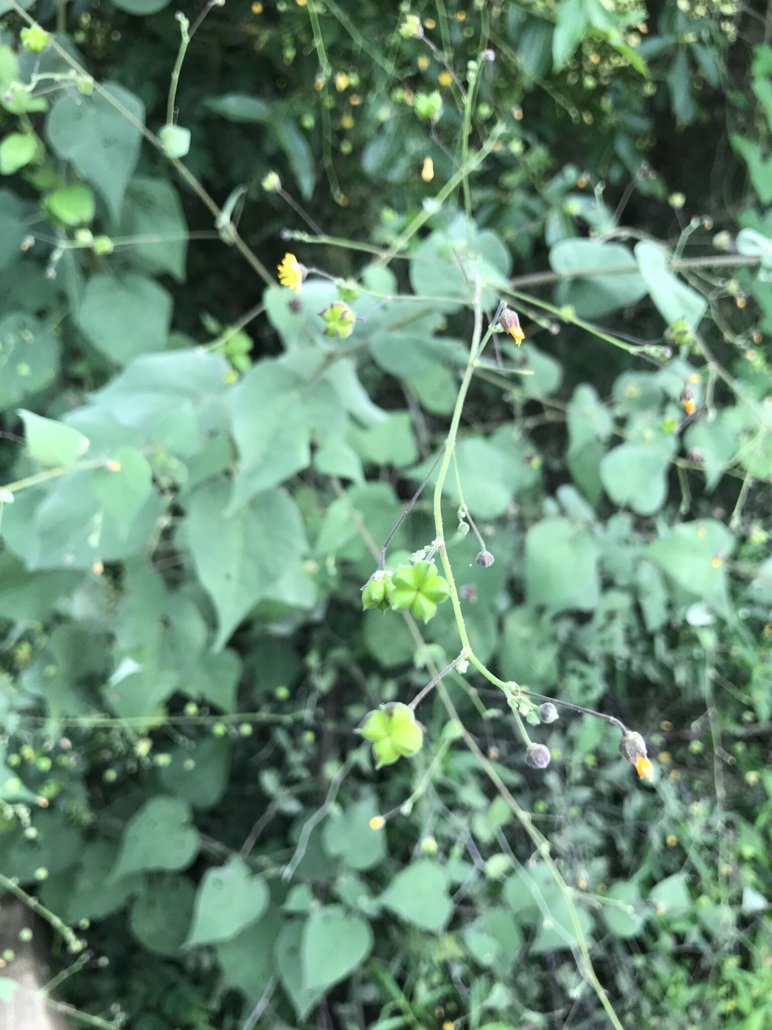 Image of big yellow velvetleaf