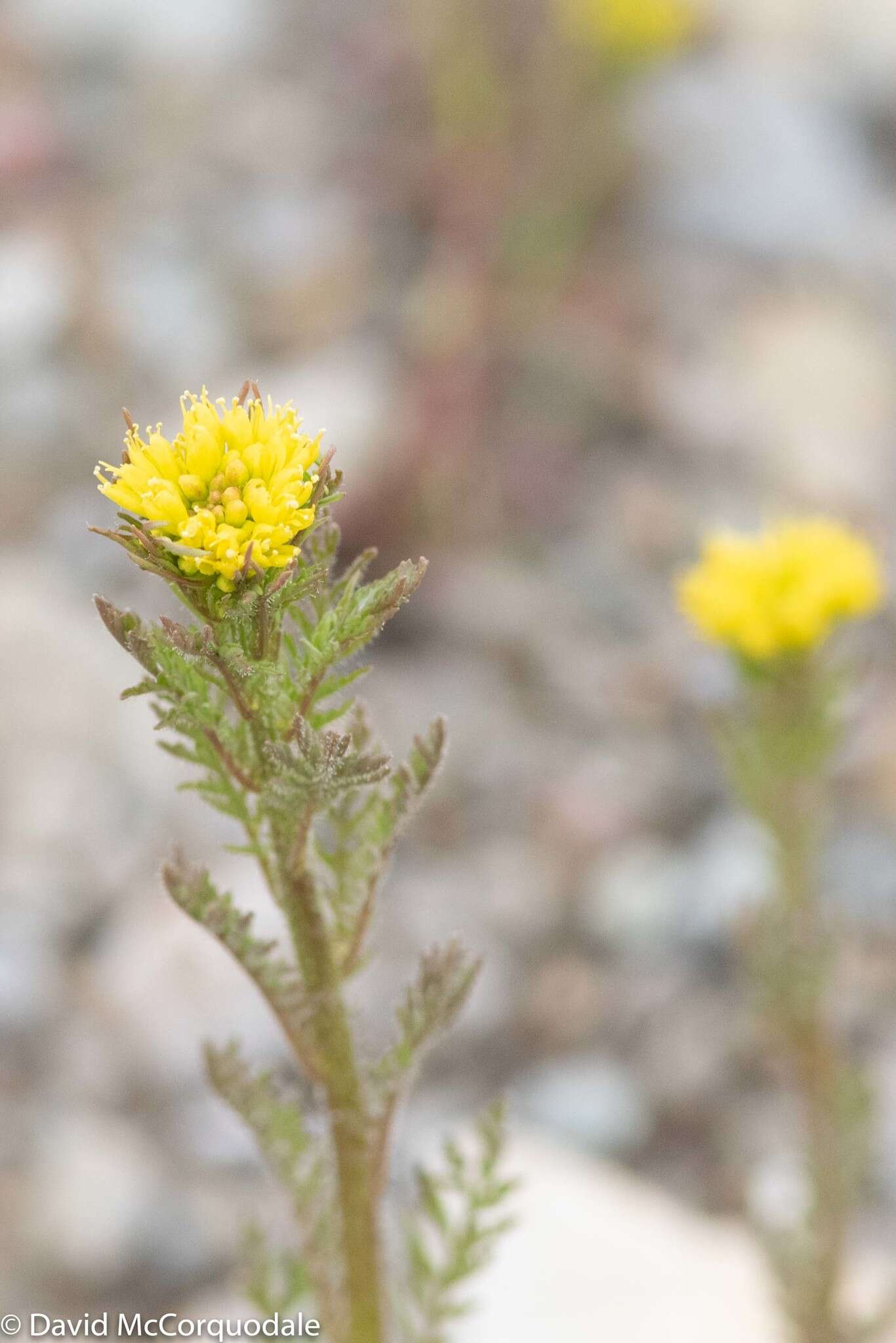 Image of northern tansymustard