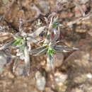 Image of Crassula scabra L.