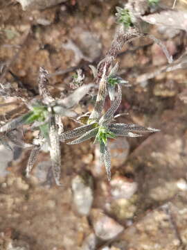 Image of Crassula scabra L.