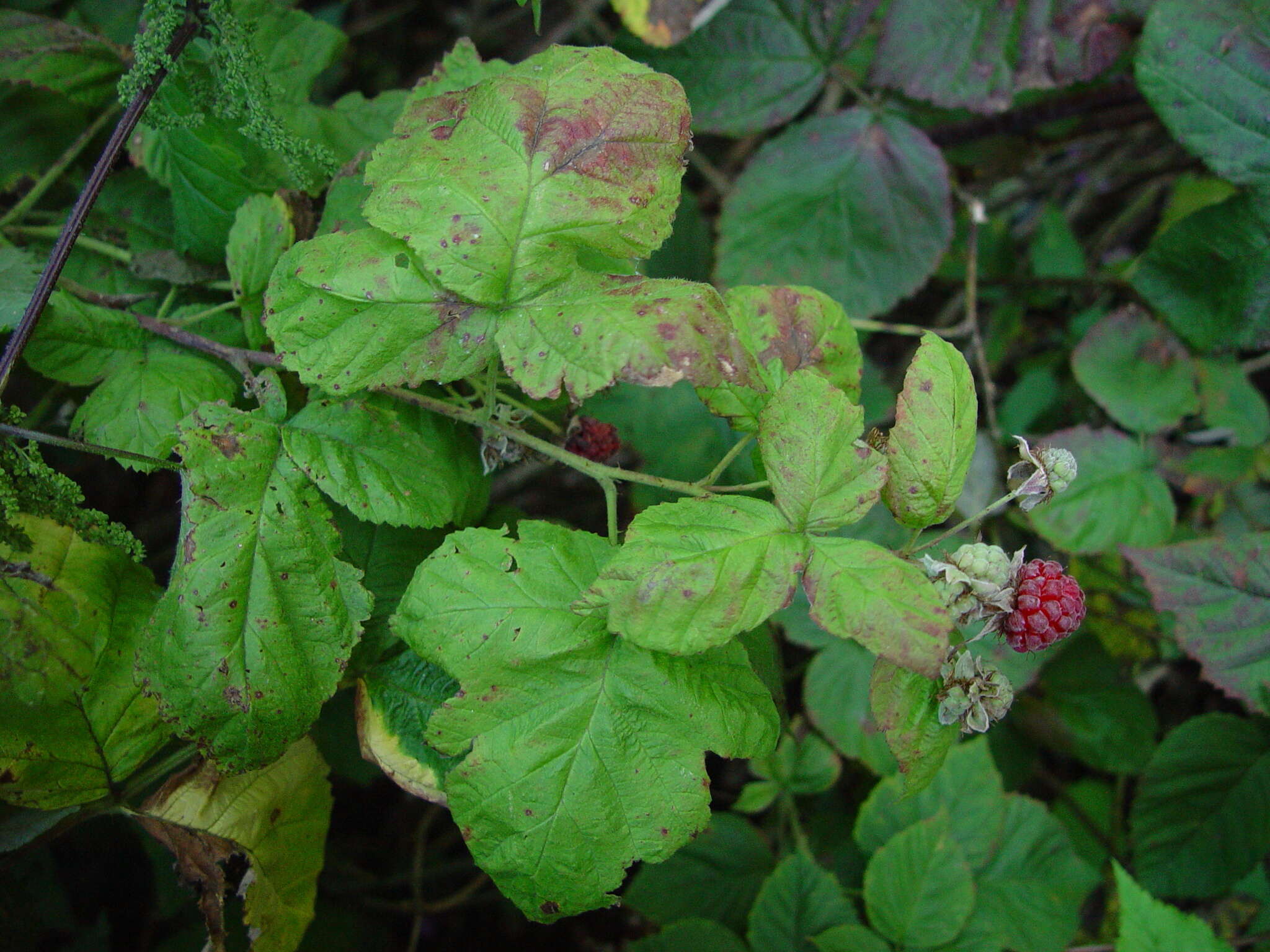 Sivun Rubus loganobaccus L. H. Bailey kuva