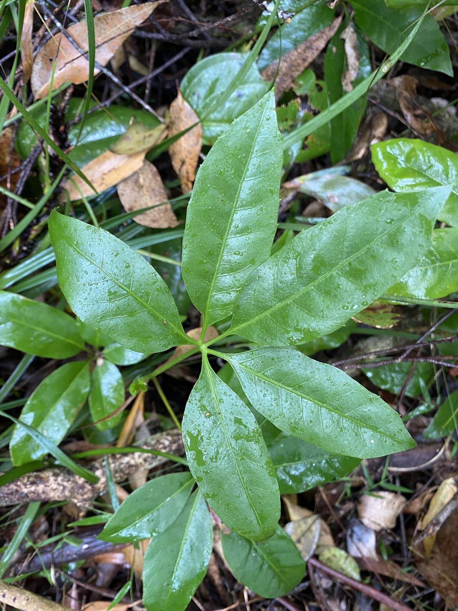 Image of Mackinlaya macrosciadea (F. Muell.) F. Muell.