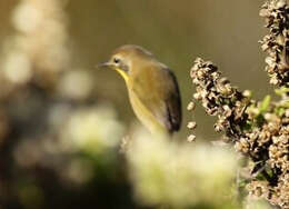 Geothlypis trichas (Linnaeus 1766) resmi