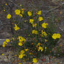 Image of Hibbertia eatoniae Diels