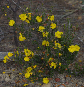 Sivun Hibbertia eatoniae Diels kuva