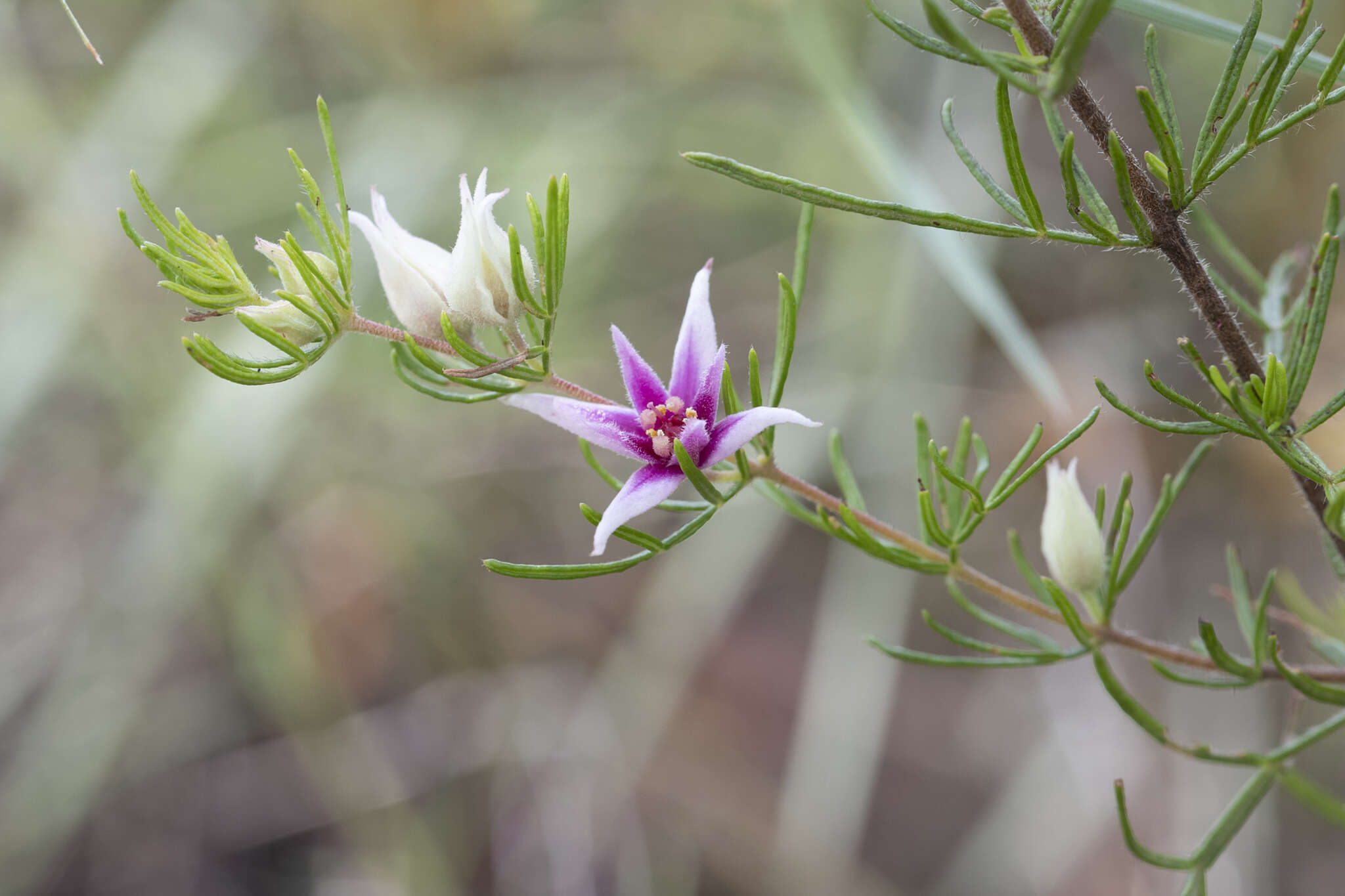 Image of Boronia lanuginosa Endl.