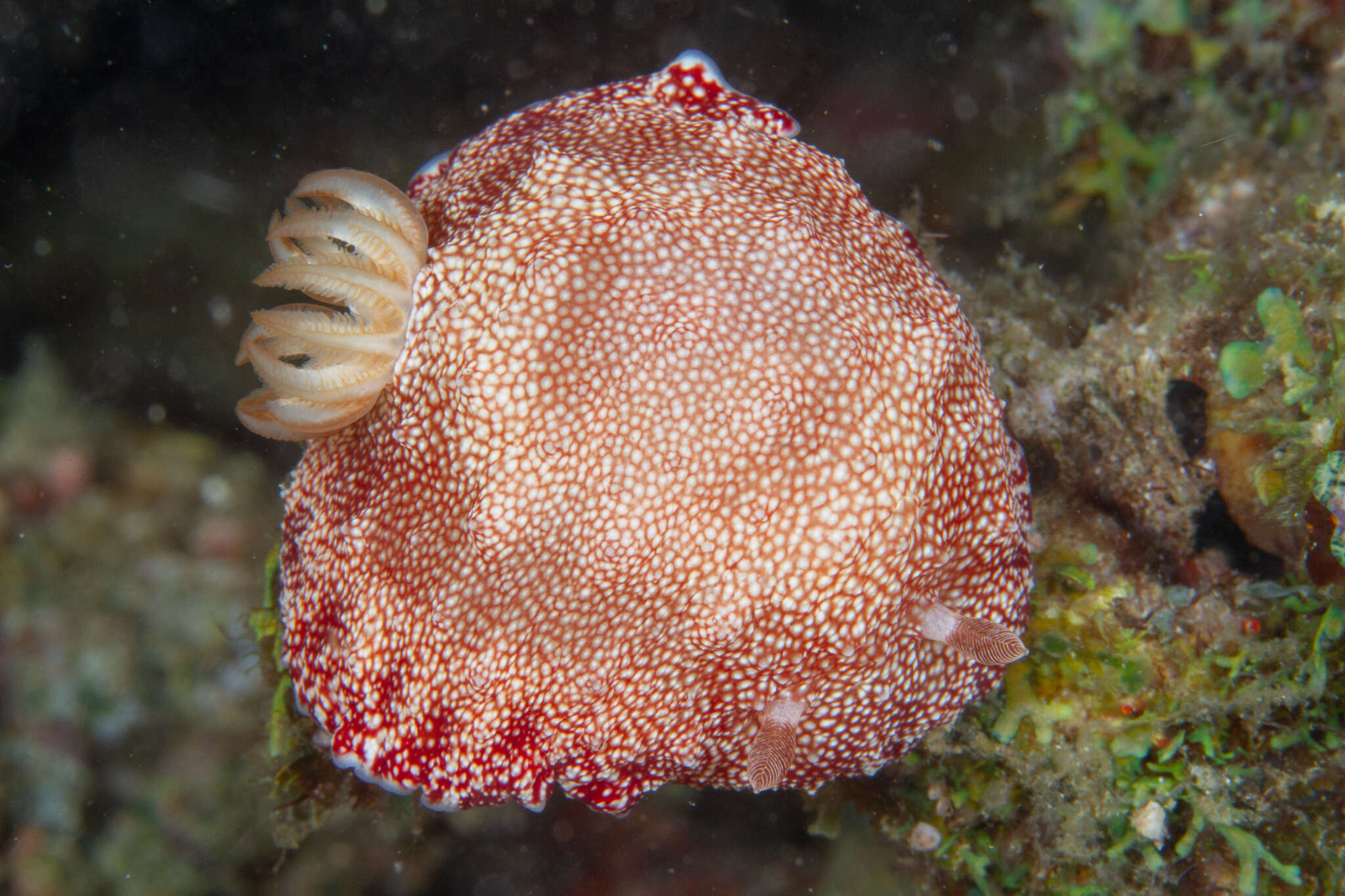 Image of Reticulated red slug