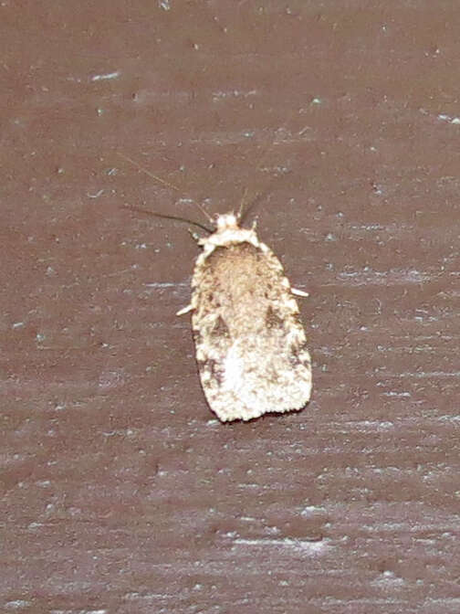 Image of Agonopterix canadensis Busck 1902