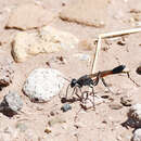 Image of Ammophila lampei Strand 1910