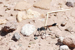 Image de Ammophila lampei Strand 1910