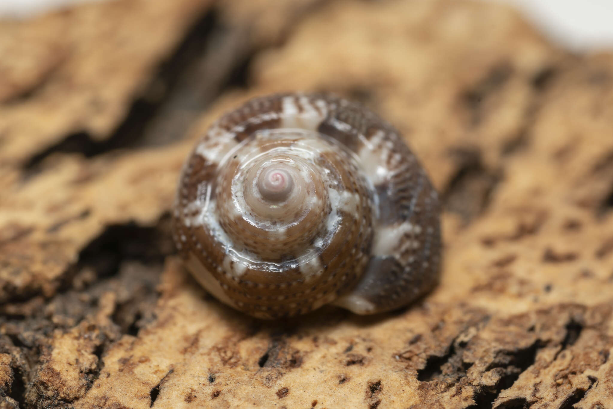 Image of Steromphala umbilicaris (Linnaeus 1758)