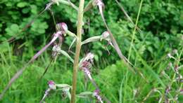 Himantoglossum adriaticum H. Baumann resmi