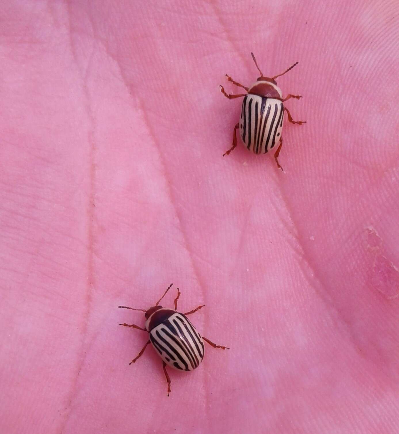 Image of Sunflower Beetle