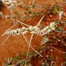 Image of Sesamoides spathulifolia (Boreau) Rothm.