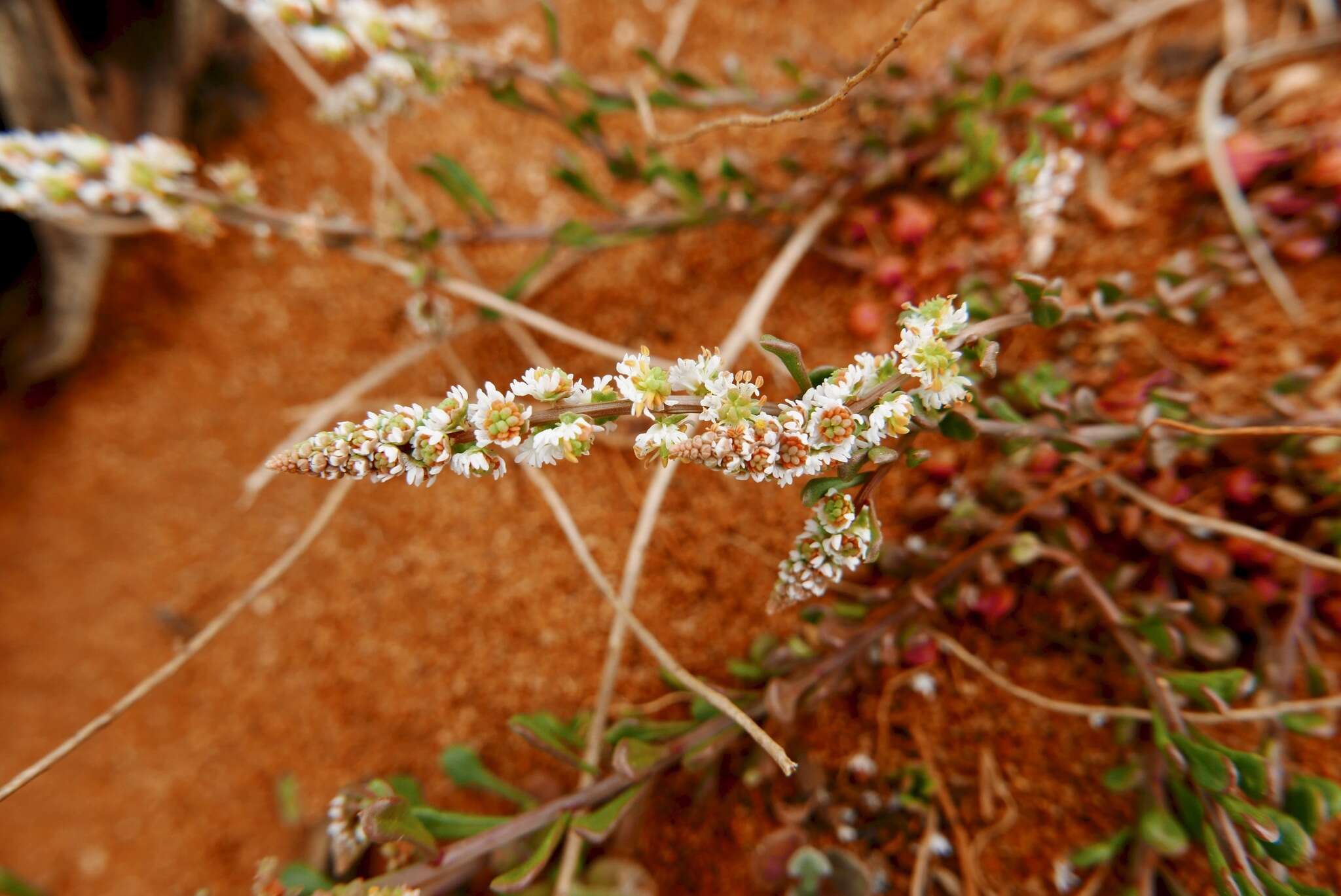 Image of Sesamoides spathulifolia (Boreau) Rothm.