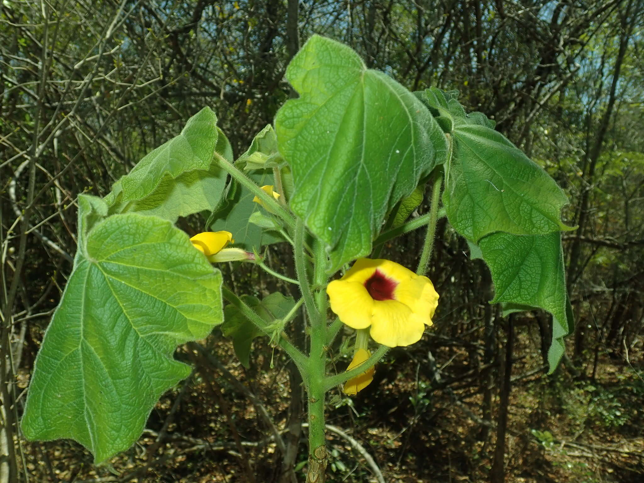 صورة Uncarina peltata (Baker) Stapf