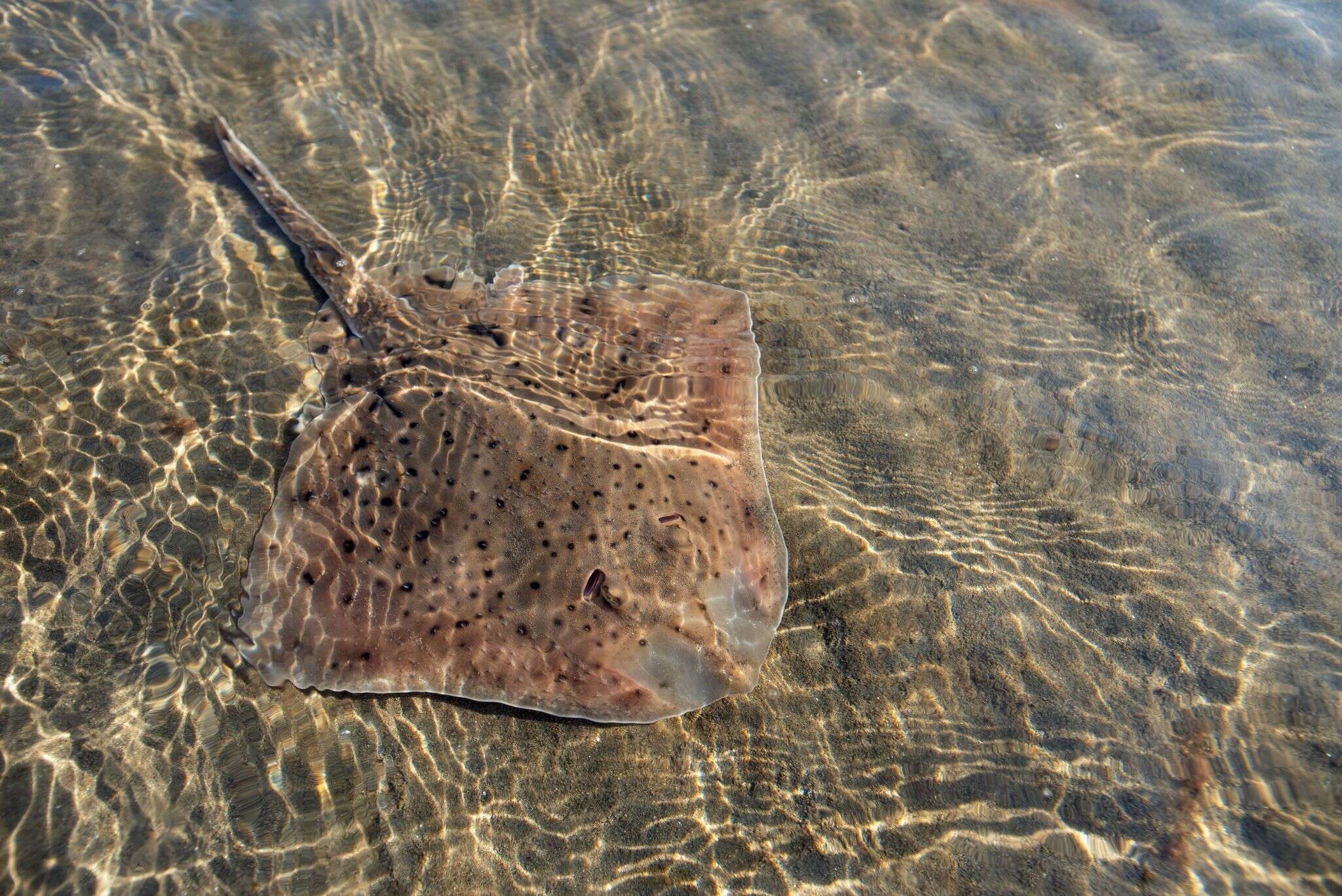 Image of Winter Skate