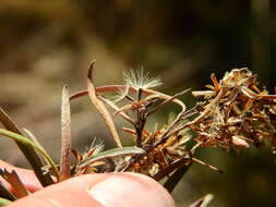 Image of Acanthostyles buniifolius (Hook. & Arn.) R. King & H. Rob.