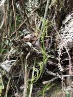 Image of Cryptostylis taiwaniana Masam.