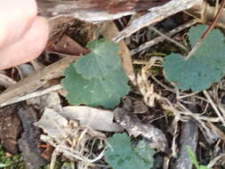 Image of Hydrocotyle laxiflora DC.